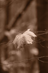 Autumn trees in yellow forest. Park with fallen leaves on the foreground. Sepia