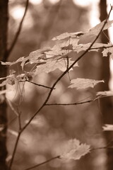 Autumn trees in yellow forest. Park with fallen leaves on the foreground