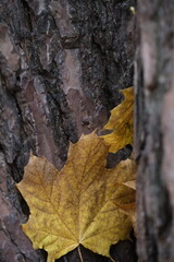 Autumn trees in yellow forest. Park with fallen leaves on the foreground