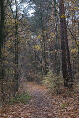 Autumn trees in yellow forest. Park with fallen leaves on the foreground