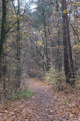Autumn trees in yellow forest. Park with fallen leaves on the foreground