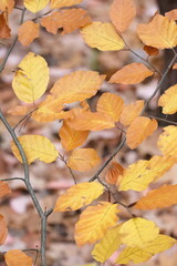 Autumn trees in yellow forest. Park with fallen leaves on the foreground