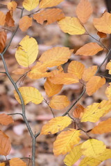 Autumn trees in yellow forest. Park with fallen leaves on the foreground