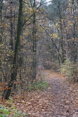Autumn trees in yellow forest. Park with fallen leaves on the foreground