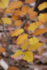 Autumn trees in yellow forest. Park with fallen leaves on the foreground