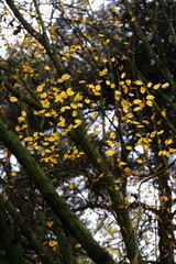 Autumn trees in yellow forest. Park with fallen leaves on the foreground