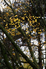 Autumn trees in yellow forest. Park with fallen leaves on the foreground