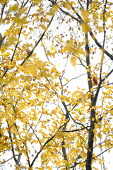 Autumn trees in yellow forest. Park with fallen leaves on the foreground
