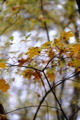 Autumn trees in yellow forest. Park with fallen leaves on the foreground