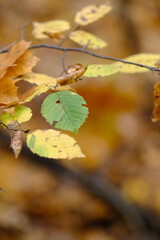 Autumn trees in yellow forest. Park with fallen leaves on the foreground