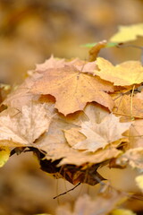 Autumn trees in yellow forest. Park with fallen leaves on the foreground