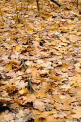Autumn trees in yellow forest. Park with fallen leaves on the foreground