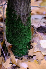 Autumn trees in yellow forest. Park with fallen leaves on the foreground