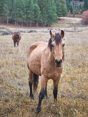 Obraz premium Close up of a horse in the field.