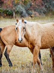 Fototapeta premium Close up portrait of a light brown horse.