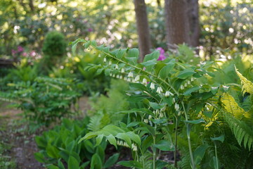 natural image of Eurasian Solomon's Seal Plant (Polygonatum multiflorum)