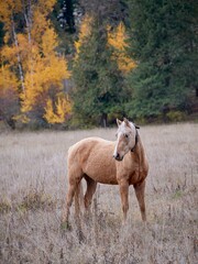  Horse in pasture during autumn.