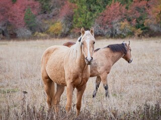 Obraz premium Close up of light brown horse.