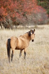  Horse in field looks back at camera.