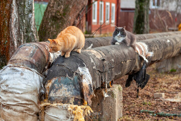 Two stray cats sitting on an old heating pipe outdoors