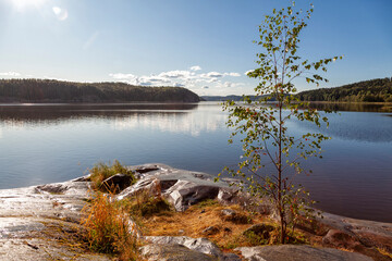 Young Karelian birch growing on a rocky shore of a forest lake