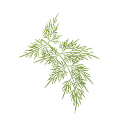 Fototapeta premium Delicate dill sprig on simple background, ideal for organic food themes