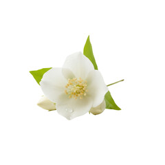 Delicate white jasmine blossom with fresh green leaves on background