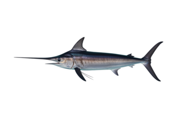 Swordfish for seafood menu use plus sustainability education about labeling for retail packaging or restaurant posters, applicable for HACCP (Hazard Analysis and Critical Control Points) compliance