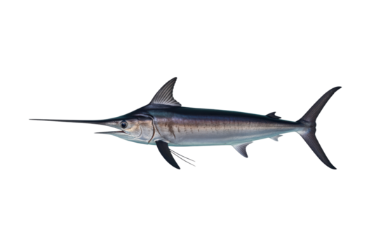 Swordfish for seafood menu use plus sustainability education about labeling for retail packaging or restaurant posters, applicable for HACCP (Hazard Analysis and Critical Control Points) compliance