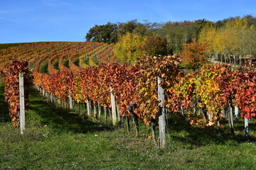 vineyard in autumn