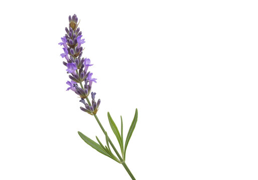 Fragrant lavender flower isolated PNG on transparent background, aromatic purple blossom for aromatherapy and herbal remedies