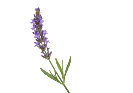 Fragrant lavender flower isolated PNG on transparent background, aromatic purple blossom for aromatherapy and herbal remedies