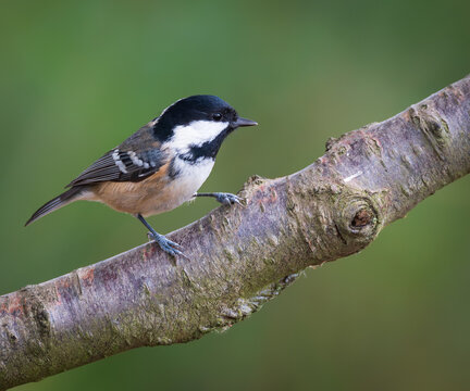 Coal Tit on branch