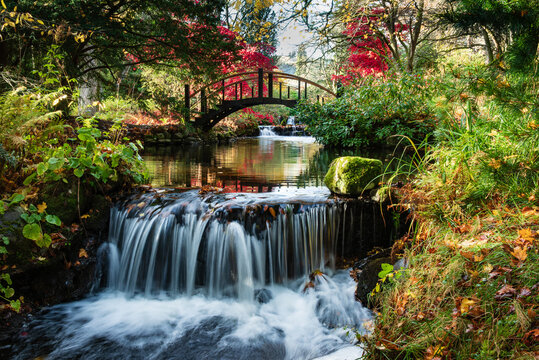 Japanese Water Garden