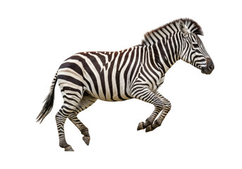 Obraz premium Running zebra PNG isolated on transparent background, wild animal with black and white stripes for design and educational use