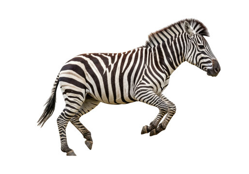 Running zebra PNG isolated on transparent background, wild animal with black and white stripes for design and educational use