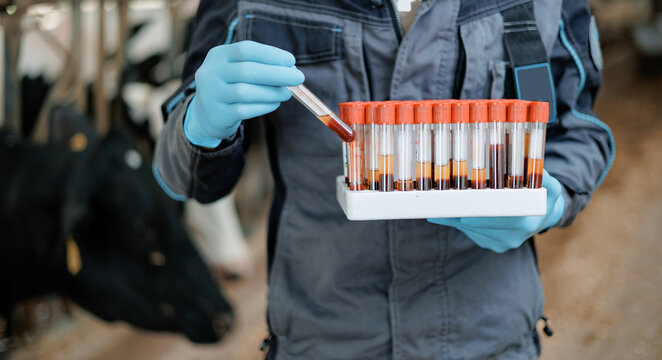Closeup Veterinarian holding blood samples on farm with cow in background, monitoring health on livestock cattle farm - Powered by Adobe