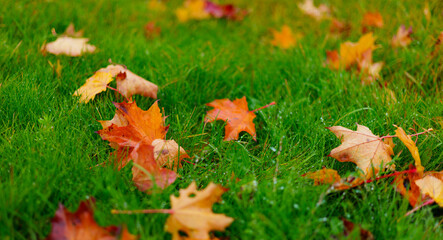 Top view Vibrant autumn leaves scattered on fresh green grass