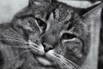 Relaxed Cat Resting on Sofa in Black and White, Close-Up Portrait Showing Calm Expression and Gentle Mood