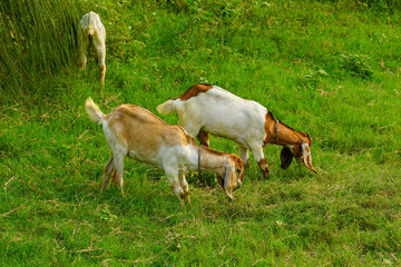 Obraz premium Two goats grazing in a grassy field