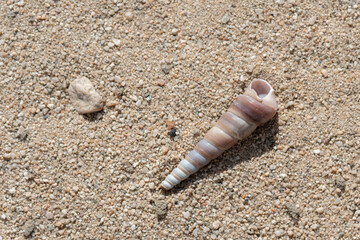 Focus on Terebra or tower shell on sand