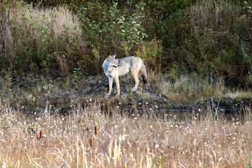The wolf Canis lupus Algonquin Park Ontario Canada on the hunt