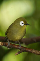 A charming Olive White-eye bird perches elegantly on a branch, its bright white eye-ring contrasting with its soft, green plumage.