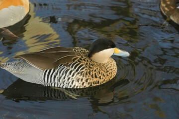 A Silver Teal duck Spatula versicolor swims gracefully in the pond, its distinctive plumage creating reflections