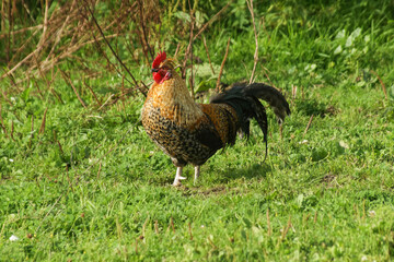 A vibrant rooster stands proudly amidst a field of green grass. Its feathers exhibit a beautiful mix of colors, a very sunny day.