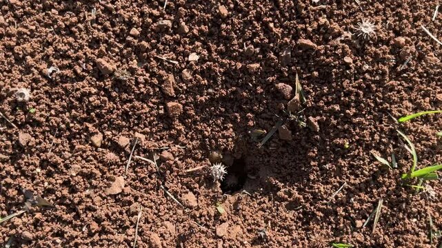 Close-up of ants emerging from an ant hole and carrying food back to the nest. Details of reddish soil and vegetation.