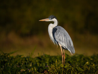 Garza mora en humedal