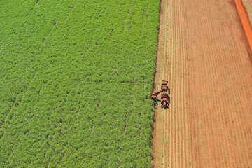 Colheitadeira em canavial