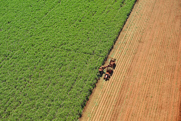 Colheita em canavial