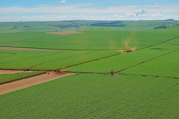 Colheita em canavial